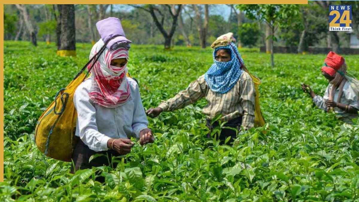 800 से ज्‍यादा चाय बागानों के 10 लाख मजदूरों को 20% बोनस का ऐलान, दुर्गा पूजा पर असम के CM ने दिया तोहफा