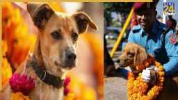 यहां होती है कुत्तों की पूजा, मनाया जाता है 5 दिन 'कुकुर तिहार'