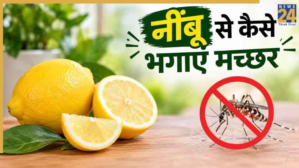 नींबू से भी भाग सकते हैं घर के सारे मच्छर, बस इस तरह करें इस्तेमाल, महंगे लिक्विड खरीदने की नहीं पड़ेगी जरूरत