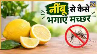 नींबू से भी भाग सकते हैं घर के सारे मच्छर, बस इस तरह करें इस्तेमाल, महंगे लिक्विड खरीदने की नहीं पड़ेगी जरूरत
