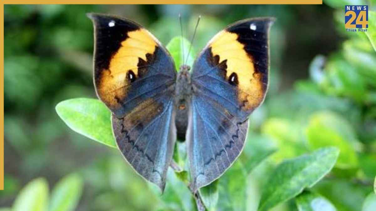 orange oakleaf butterfly